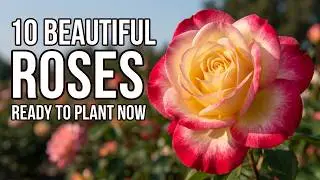 10 Great Roses you can buy right now