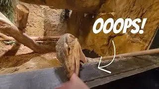 Feeding my Adult Asian Water Monitor Salmon - He bit me, OOPS!