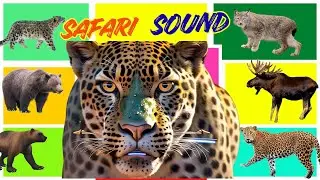 Safari Animal Sounds Song | Nursery Rhyme - Learn Animal Names and Sounds