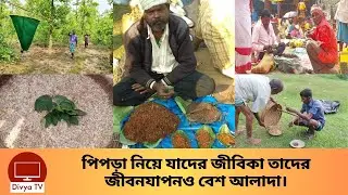অন্তত ২০০ জন মানুষের জীবিকা পিঁপড়া দিয়ে। Ant Eggs | Divya Tv |