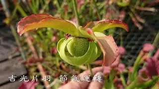 吉光片羽 節氣運轉 5 2019-2020 跨年