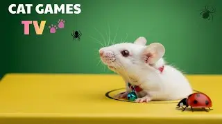 CAT GAMES | Cat TV &ndash; Fast Moving Animals Playing in Studio (4K HDR)