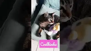 #gato #bella #pet #shortsfeed #yourcat #diaaben&ccedil;oado