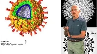 Structural properties of viruses - Stephen Harrison (Harvard/HHMI)