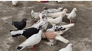 “LET’S EXPLAIN 001”  is live! pigeon lover is back कबुतर is live 6