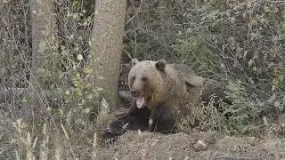 Wildlife Encounters in the Canadian Rockies - 2020