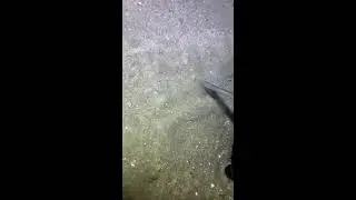 I catching seafood on the seafloor.-P1103-2#fishing #ocean #deepsea #nature #beach