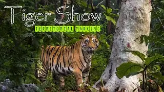Territorial marking &ndash; Male Tiger