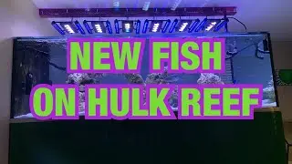 NEW FISH !!!!!! FOR HULK REEF 600 GAllON