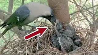 Bird mother crow feeding their hungry chicks