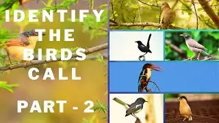 identify the birds call | part 2 | common indian birds call |