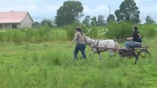 Pony Cart Training