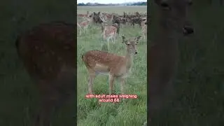 Through the Eyes of a Whitetail:Understanding Their Speed and Adaptations  #viral #shorts  #animals
