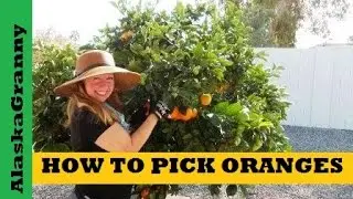 How To Pick Oranges From A Tree- Garden Tips Tricks Hacks