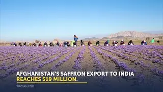 Afghanistan Exports Worth $19 Million Saffron to India