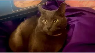 Sweet cat trying to fall asleep #adorablepets #adorablecats #sweetcat #cuteanimals #petcontent #cat