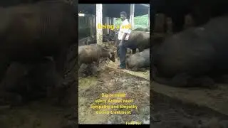 Being a vet - Sympathy and Empathy during treatment