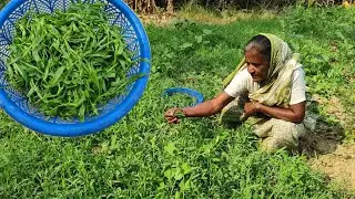 ঠাকুমার হাতের নিরামিষ কলোই/খেসারি শাক রান্না || khesari shak recipe || shak vaji recipe