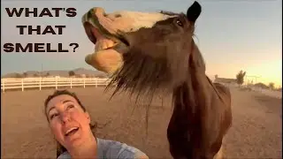 My Cat Rides Shotgun While We Roof a Barn & Feed the Horses