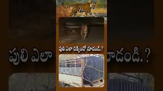 పులి ఎలా చిక్కింది 📷 చూడండి.?||tigar update||@CECCHINNIEASTERNCHANNEL