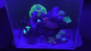 Iluminación en acuarios/ grados kelvin/ nanometros/ corales