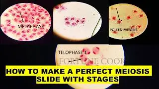 Phases of MEIOSIS : Stage identification and laboratory preparation from onion flower