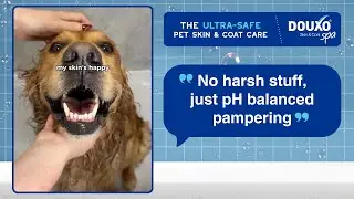 Oscar&rsquo;s Gentle Spa Routine 🐾🫧 | Ultra Safe Pet Skin & Coat Care with DOUXO Spa