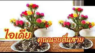 💥อัพเดท บอนไซคุณนายตื่นสายแพรเซี่ยงไฮ้สร้างรายได้