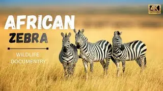 The Water Hole : Nature's Most Dangerous Animal Documentary | Wild Animals