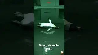 CCTV Penguin Slips on Wet Floor 🐧 | Funny Animal Chaos #Shorts