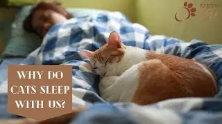 Why Do Cats Sleep with Their Owners? - Diving into Cat Sleeping Behavior
