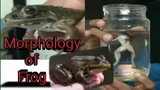 Morphology of frog