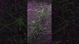 Brain map. Карта мозга.