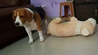 Funny Beagle Dog Playing with his friend