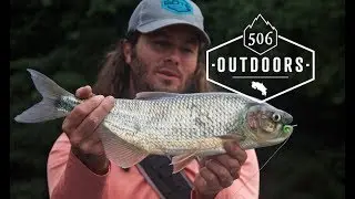 Fly Fishing Machaca Topwater Action Costa Rica