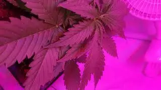 M'y first grow . i have gsc auto fast bud gorilla glue auto ans autoglueberry OG . ans 2 seed unknow