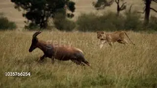 lioness hunting a deer