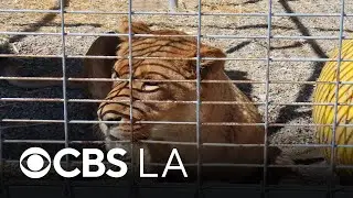 Ventura County animal sanctuary ordered to pay $50,000 for permit violation