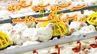 Lameness in Broiler Chicks 2024  مرغیوں میں لنگڑا پن اور اس کی مختلف وجوہات @DrMunirHussain