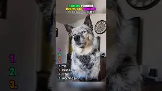 RANKING FUNNIEST DOG VS DAD MOMENTS#funny #dog #dad #ranking