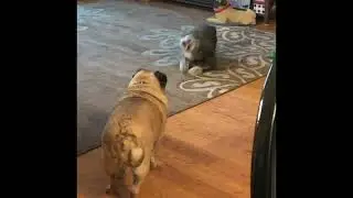 Pepper found a jelly bean #dog #pug #jellybean #puppylife #pepper