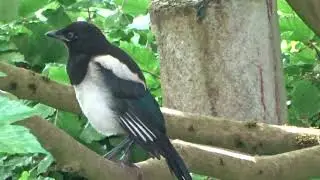 junge Elster gerade fl&uuml;gge Elstern Bird Birds Vogel Pica pica Rabe Rabenvogel V&ouml;gel