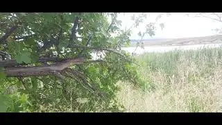 Twenty Minutes of Mindfulness With Birds and Wind