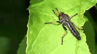Robber Fly (Asilidae: Promachus) on Leaf
