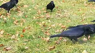 crows are relaxing 🙏💜#birds #crow #crowlovers #feedingcrows