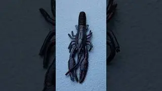 Lure Spotlight: Big Bite Baits Craw Worm in Black Neon