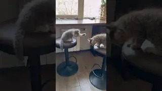 Дай 5 😁 #cat #kitten #веселыекоты #кот #котик #милота #funnycats #cute #прикольныекоты #моякошка