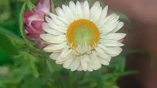 Paper daisy plant update and caring tips | My Little World