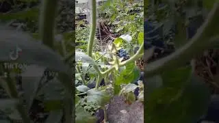 ¡¡Tomates ya Tienen Flor Parte 4!!
