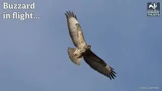 How to Identify birds of prey